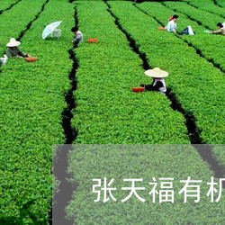 张天福有机白茶茶饼怎么冲泡/2023111506037