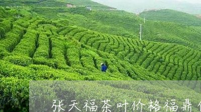 张天福茶叶价格福鼎白茶/2023092573704