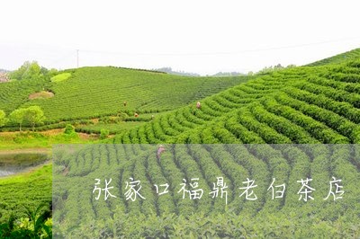 张家口福鼎老白茶店/2023120371604