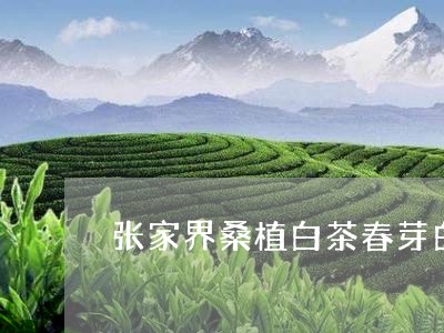 张家界桑植白茶春芽白毫银针/2023111554504