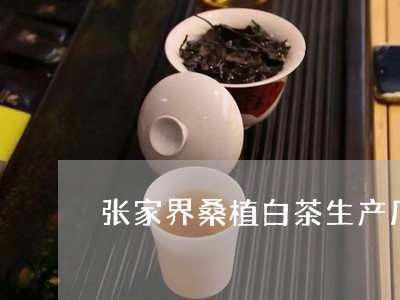 张家界桑植白茶生产厂家/2023102517382