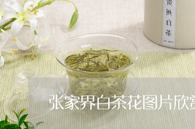 张家界白茶花图片欣赏/2023093097160