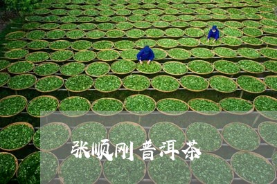 张顺刚普洱茶/2023102519685