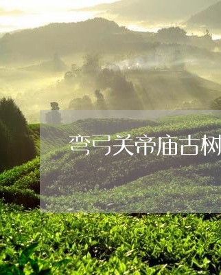 弯弓关帝庙古树茶价格/2023071686170