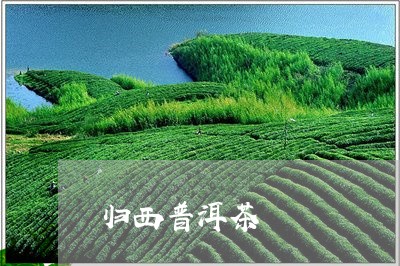 归西普洱茶/2023090560592