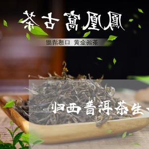 归西普洱茶生茶1999/2023102428681