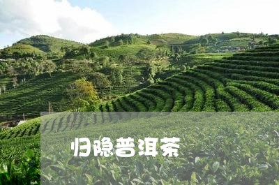 归隐普洱茶/2023090537681