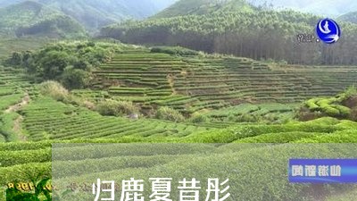 归鹿夏昔彤/2023090281614