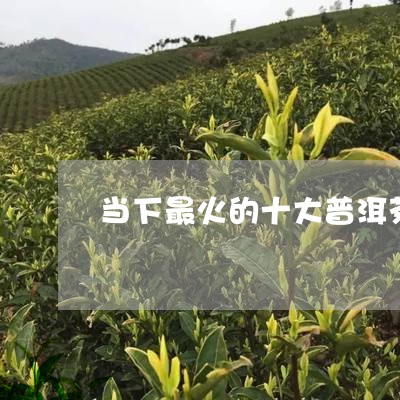 当下最火的十大普洱茶及特点/2023110209471