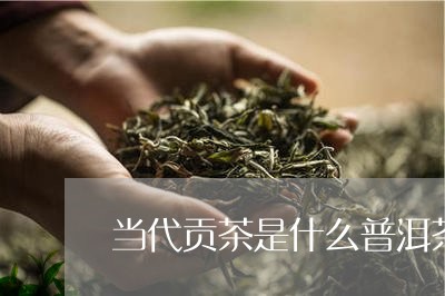 当代贡茶是什么普洱茶/2023100896159