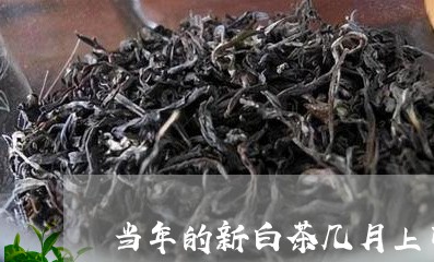 当年的新白茶几月上市/2023093085938