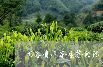 形容普洱茶生茶的话/2023070958406