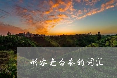 形容老白茶的词汇/2023062061038