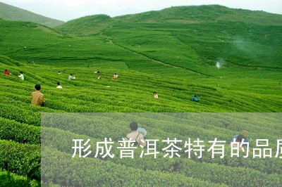 形成普洱茶特有的品质/2023100676161