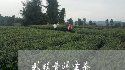 彩程普洱生茶/2023090709471