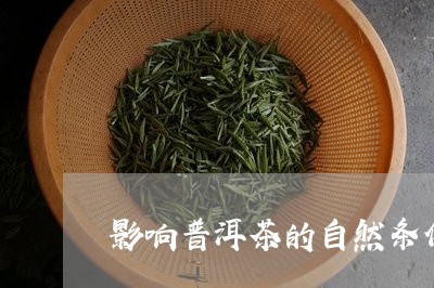 影响普洱茶的自然条件/2023120788269