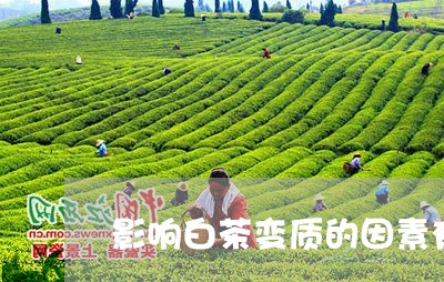 影响白茶变质的因素有/2023093020505