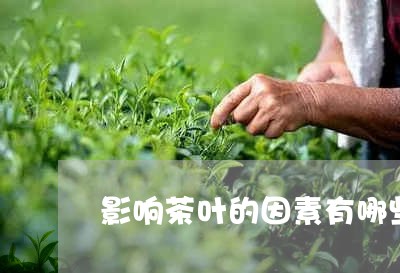 影响茶叶的因素有哪些/2023092324957