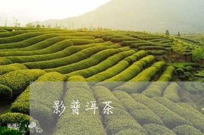 影普洱茶/2023110897160