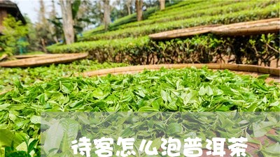 待客怎么泡普洱茶/2023081679281