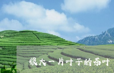 很大一片叶子的茶叶/2023042507158