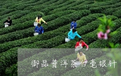 御品普洱茶白毫银针/2023091439315