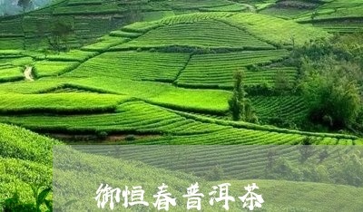 御恒春普洱茶/2023091230606