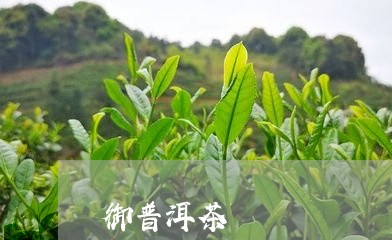 御普洱茶/2023110804736