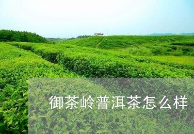 御茶岭普洱茶怎么样/2023082961703