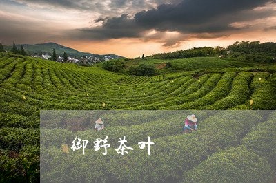 御野茶叶/2023121946360