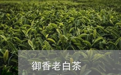 御香老白茶/2023111776259