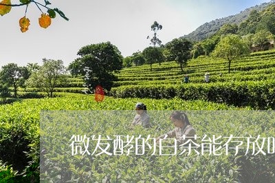 微发酵的白茶能存放吗/2023093023938