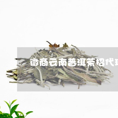 微商云南普洱茶招代理/2023092527382