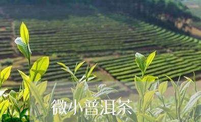 微小普洱茶/2023090563916