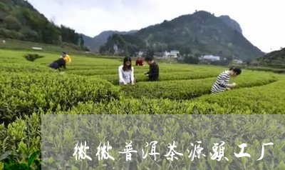 微微普洱茶源头工厂/2023120506149