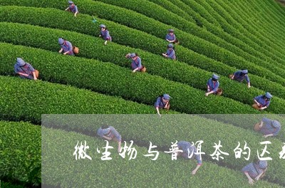 微生物与普洱茶的区别/2023092727260