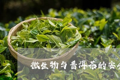 微生物与普洱茶的安全/2023092725158