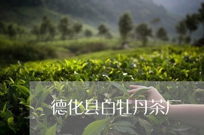 德化县白牡丹茶厂/2023090653925