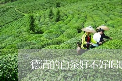 德清的白茶好不好喝呢/2023111613826