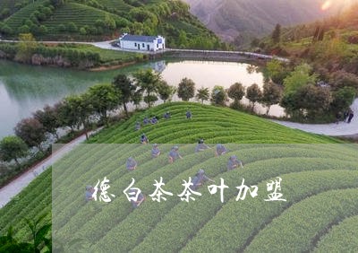 德白茶茶叶加盟/2023061883168