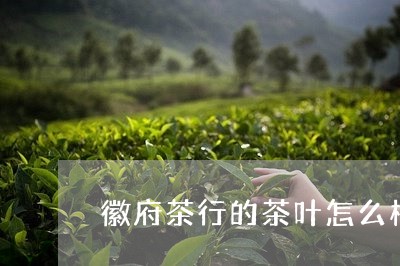 徽府茶行的茶叶怎么样/2023061101705