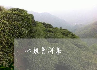 心想普洱茶/2023102595058