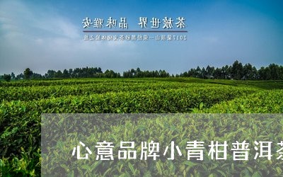 心意品牌小青柑普洱茶/2023061831916