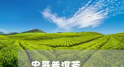 忠哥普洱茶/2023110616360