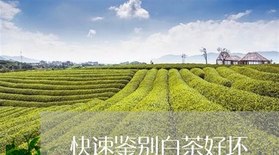 快速鉴别白茶好坏/2023062047681