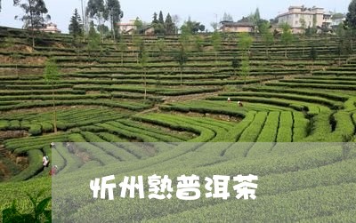 忻州熟普洱茶/2023042705716