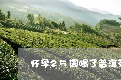 怀孕25周喝了普洱茶/2023062563848