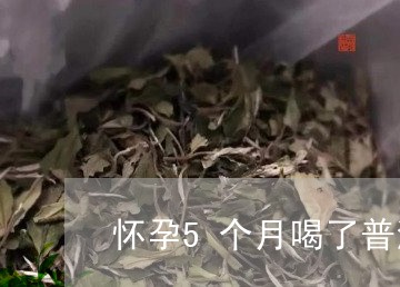 怀孕5个月喝了普洱茶/2023092894936