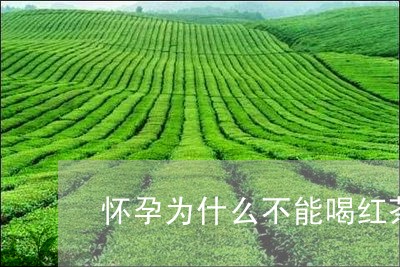 怀孕为什么不能喝红茶/2023071494026