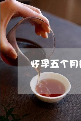 怀孕五个月能喝普洱茶/2023120657169